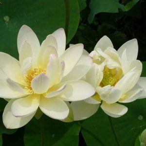nelumbo-green-maiden-5
