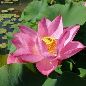 Lotus Nelumbo 'Guiffei Drunk'