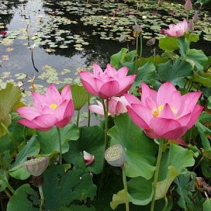 Lotus Nelumbo 'Guiffei Drunk'