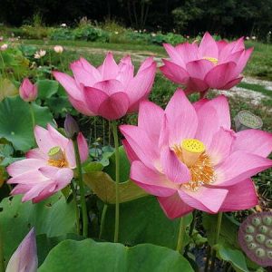 Lotus Nelumbo 'Guiffei Drunk'
