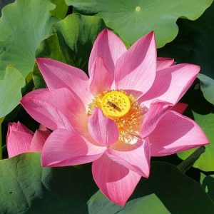 Lotus Nelumbo 'Guiffei Drunk'