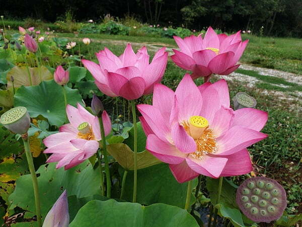 Lotus Nelumbo 'Guiffei Drunk'