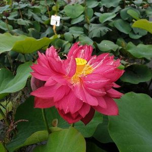 Lotus Nelumbo 'Heart Blood'