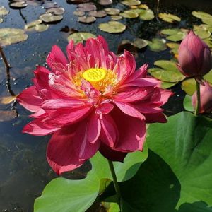 Lotus Nelumbo 'Heart Blood'