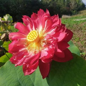 Lotus Nelumbo 'Heart Blood'