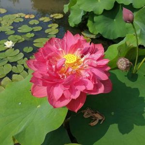 Lotus Nelumbo 'Heart Blood'