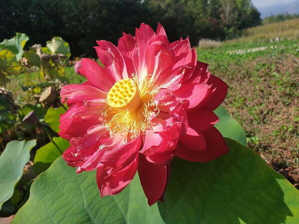 Lotus Nelumbo 'Heart Blood'