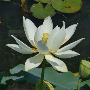 Lotus Nelumbo 'Hun Zhong'