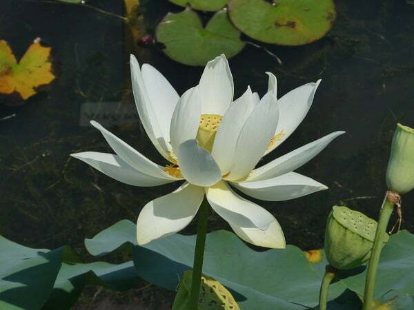 nelumbo-hun-zhong-2