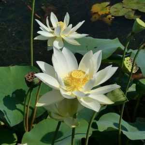 nelumbo-hun-zhong-3