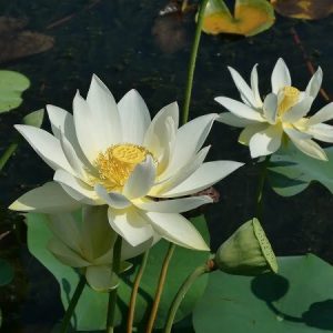 nelumbo-hun-zhong