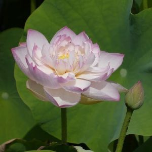 Lotus Nelumbo 'Jade Tower with Drunkard'