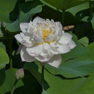Lotus Nelumbo 'Jade Tower with Drunkard'