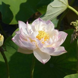 Lotus Nelumbo 'Jade Tower with Drunkard'