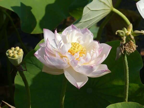 Lotus Nelumbo 'Jade Tower with Drunkard'