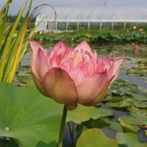 Lotus Nelumbo 'Leader Changeable'