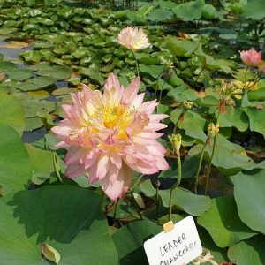 Lotus Nelumbo 'Leader Changeable'