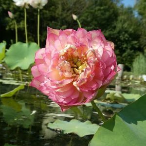 Lotus Nelumbo 'Leader Changeable'