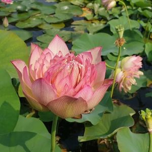 Lotus Nelumbo 'Leader Changeable'