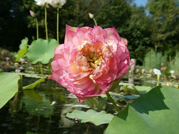 Lotus Nelumbo 'Leader Changeable'