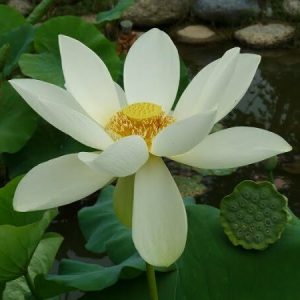 Lotus Nelumbo lutea 'Flavescens'