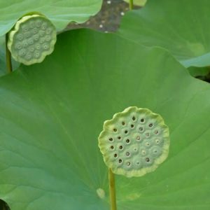 Lotus Nelumbo lutea 'Flavescens'