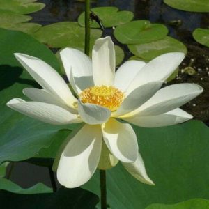 Lotus Nelumbo lutea 'Flavescens'