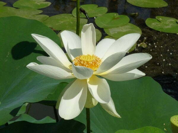 Lotus Nelumbo lutea 'Flavescens'