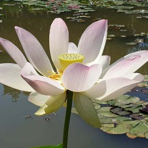 Lotus Nelumbo 'Maihiren'