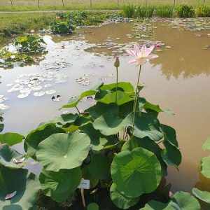 Lotus Nelumbo 'Maihiren'