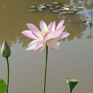 Lotus Nelumbo 'Maihiren'