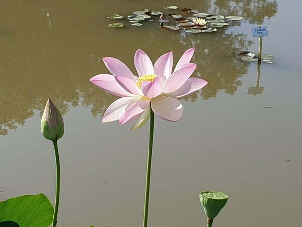 Lotus Nelumbo 'Maihiren'