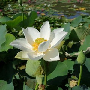 Lotus Nelumbo 'Mario Zanfardino'