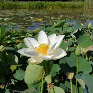 Lotus Nelumbo 'Mario Zanfardino'