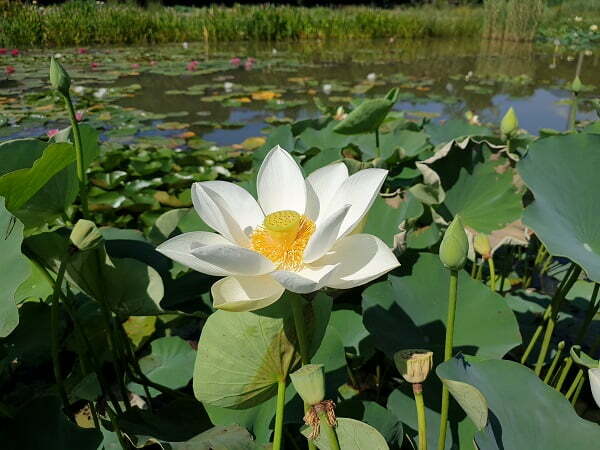 Lotus Nelumbo 'Mario Zanfardino'