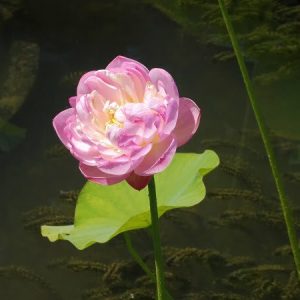 Lotus Nelumbo 'Moonlight'