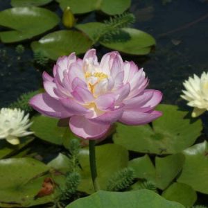 Lotus Nelumbo 'Moonlight'