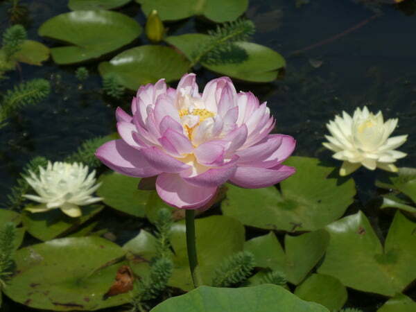 Lotus Nelumbo 'Moonlight'