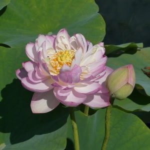Lotus Nelumbo 'Moonlight'