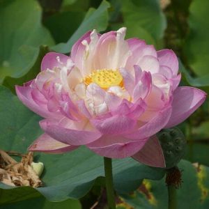Lotus Nelumbo 'Moonlight'