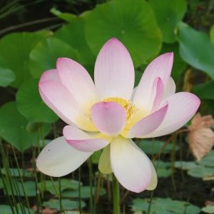 Lotus Nelumbo 'Ohga Hasu'