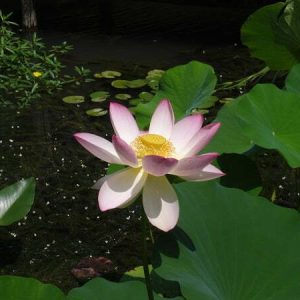 Lotus Nelumbo 'Ohga Hasu'