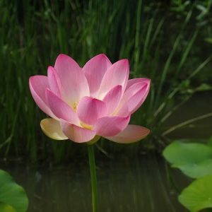 Lotus Nelumbo 'Ohga Hasu'