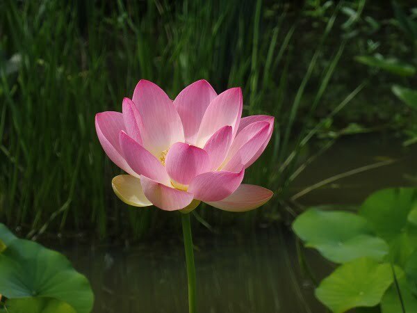 Lotus Nelumbo 'Ohga Hasu'