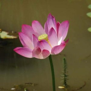 Lotus Nelumbo 'Osiris'
