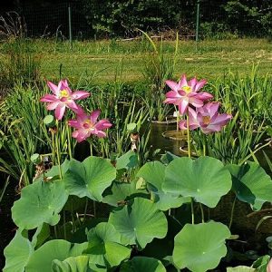 Lotus Nelumbo 'Osiris'
