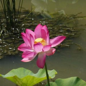 Lotus Nelumbo 'Osiris'
