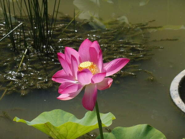Lotus Nelumbo 'Osiris'