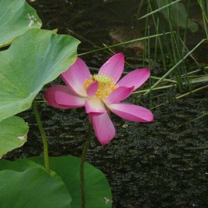 Lotus Nelumbo 'Pekinensis Rubra'