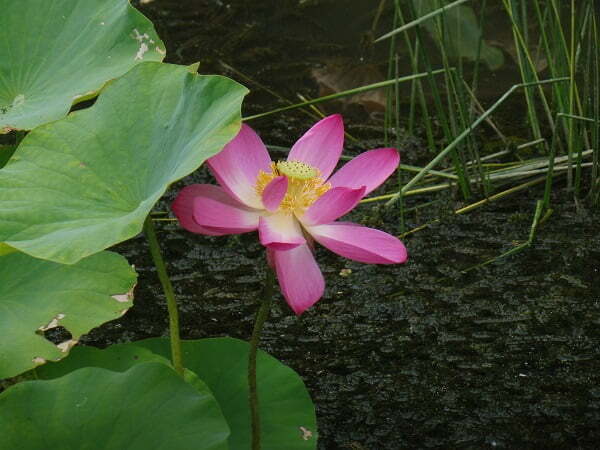 Lotus Nelumbo 'Pekinensis Rubra'